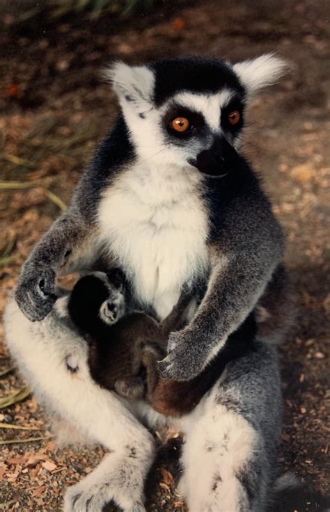 Ring-tailed Lemur - Cougar Mountain Zoo