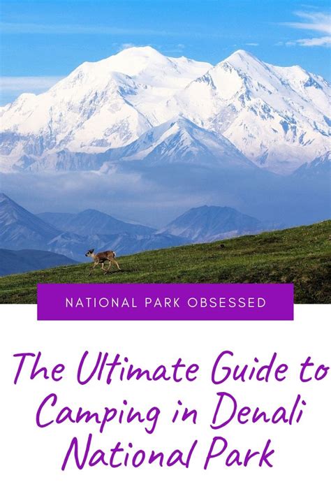 Denali National Park Camping: The Definitive Guide To Camping In Denali ...