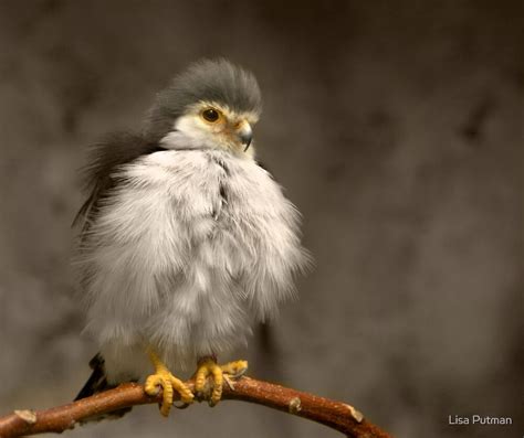 "African Pygmy Falcon" by Lisa G. Putman | Redbubble