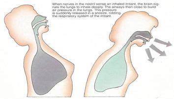 Mechanism of Cough and Sneeze – Medchrome