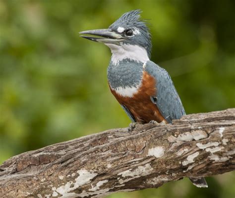 Ringed Kingfisher - Owen Deutsch Photography