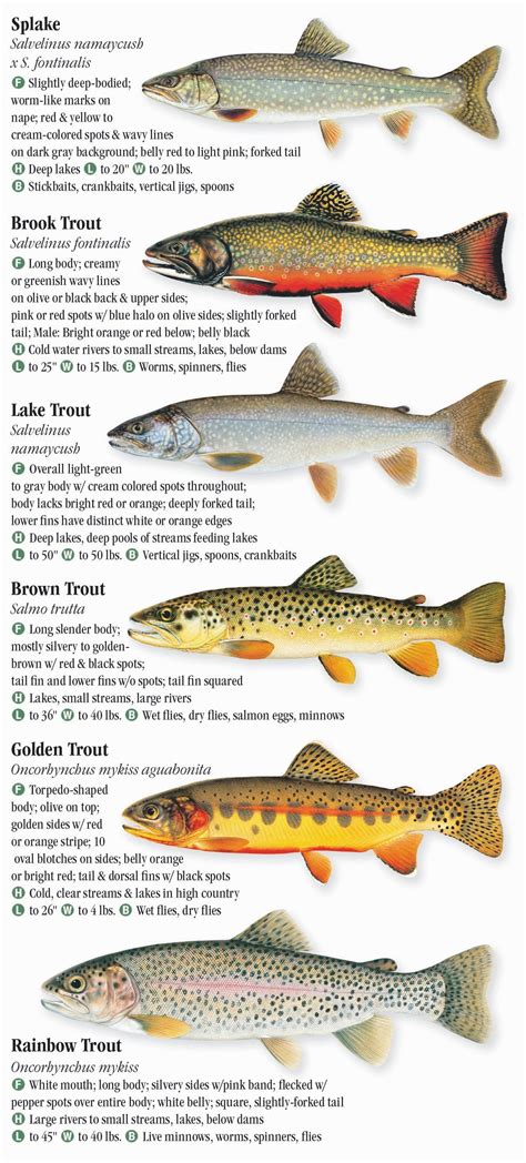 Freshwater Fishes of the Southern Rocky Mountains – Quick Reference Publishing Retail