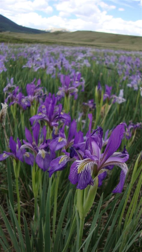 Prairiebreak: Wild iris: just about my favorite thing in the world.