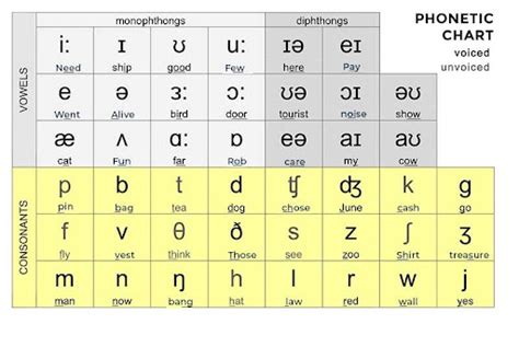 Phonetics and phonology: understanding the sounds of speech