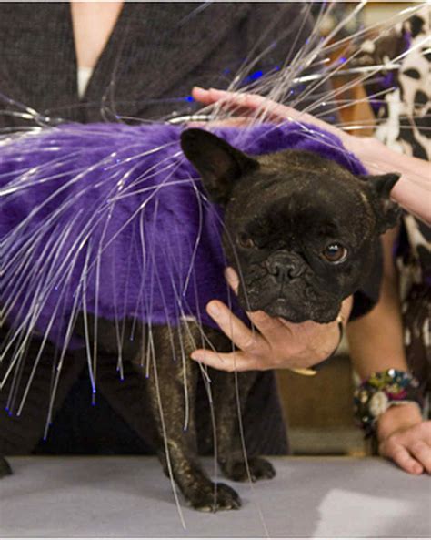 Illuminated Porcupine Dog Costume & Video | Martha Stewart