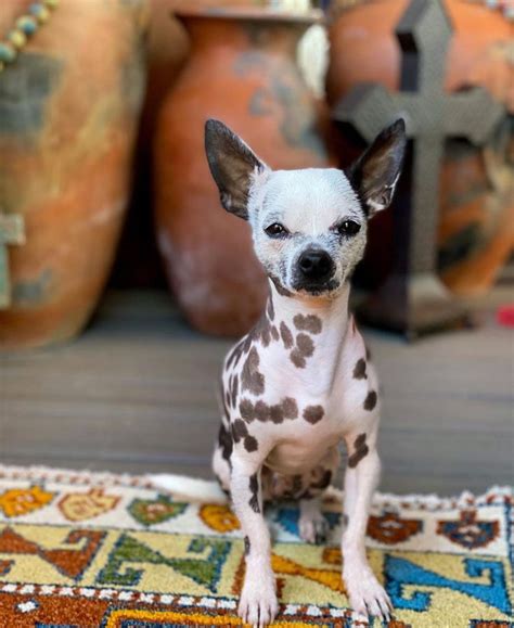 hairless chihuahua mix, noche_blanco in 2021 | Hairless dog, Chihuahua ...