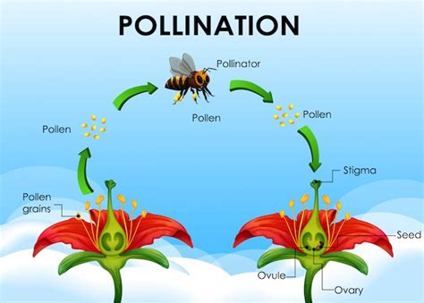 [DIAGRAM] Flower Pollination Diagrams - MYDIAGRAM.ONLINE