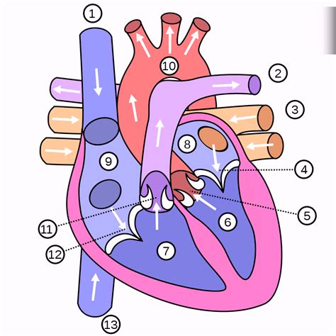 Unit 8 - Blood Flow Through The Heart Diagram | Quizlet