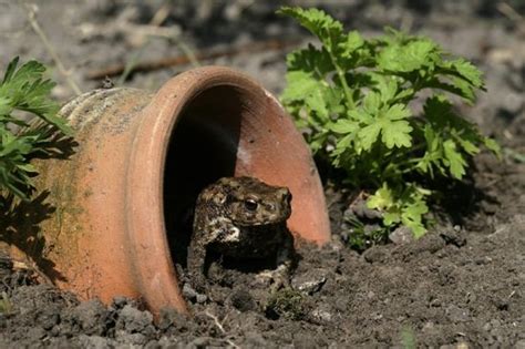 Attracting frogs and toads to your yard – The Frog Lady