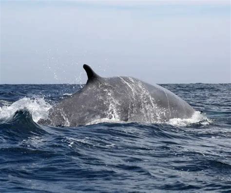 Fin Whale Facts for Kids