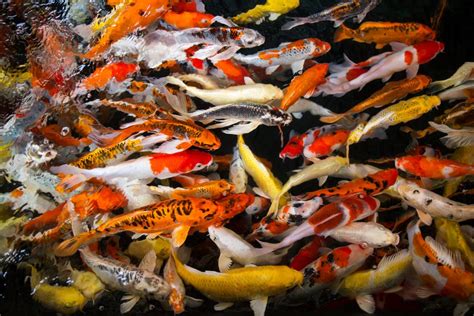 How Diet Can Enhance Koi Coloration - Hikari Sales USA