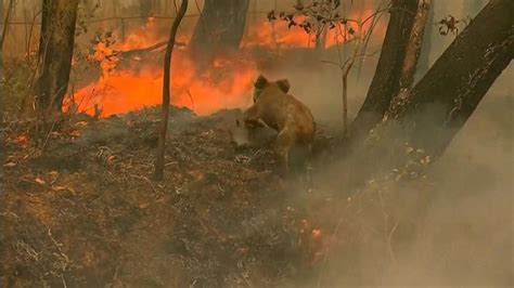 Video Koala rescued from wildfire in Australia - ABC News