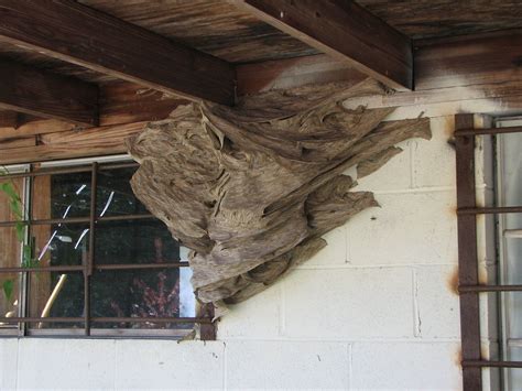 Watch Out For Wasps: Massive Yellow Jacket Nests Spotted In Alabama (With images) | Yellow ...