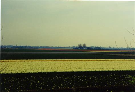 Tulip fields in Lisse, Netherlands | Netherlands, Tulip fields, Fields