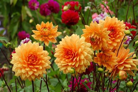 Dahlia Growth Guide: Discover Their Maximum Heights! - Petal Republic