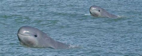 Dolphin at Chilika Lake Satapada - Tours Orissa