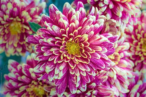 Japanese Chrysanthemum (Kiku) Macro by ALAN SHAPIRO - Stocksy United