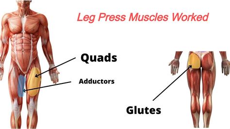 What Muscle Does the Leg Press Work?