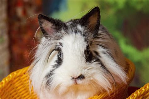 Long-haired Rabbit Breeds - Every Bunny Welcome