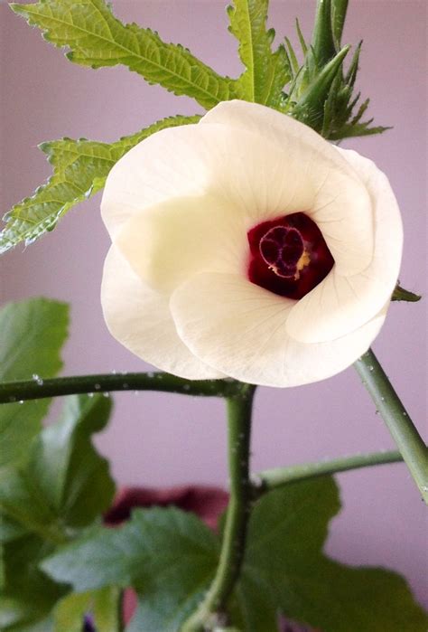 My first okra blossom! | Plants, Blossom, Okra