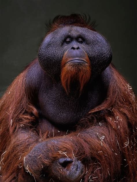 300+ Free Orangutan & Nature Images - Pixabay