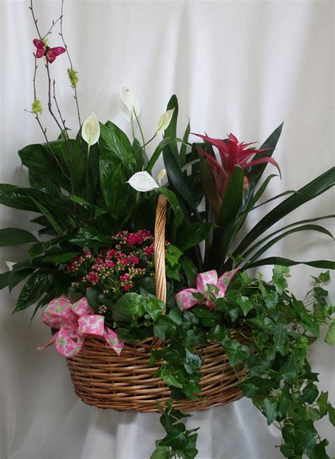 Funeral Plants | Blooming & Green Plants for Funerals