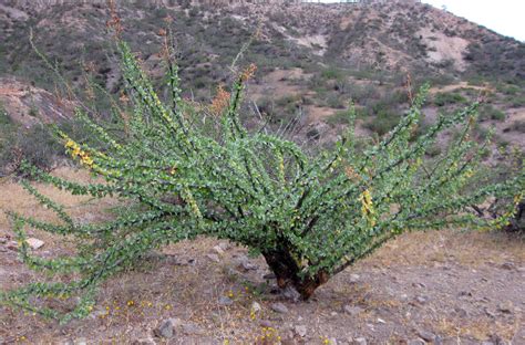 DryStoneGarden » bursera