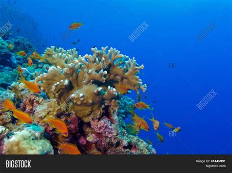 Coral Reef Fire Coral Image & Photo (Free Trial) | Bigstock