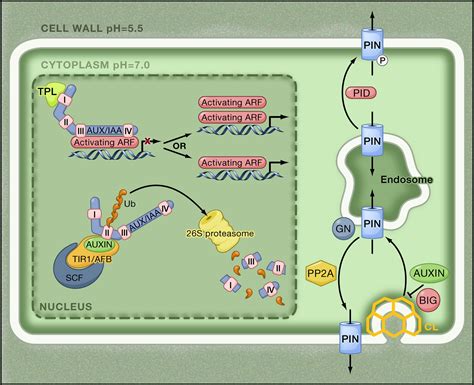 Auxin: A Trigger for Change in Plant Development: Cell