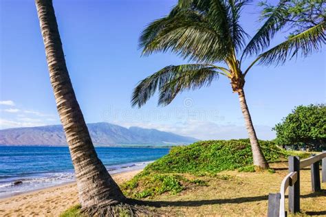 Sandy Beach with Coconut Trees, Maui, Hawaii Stock Image - Image of blue, palm: 141617795