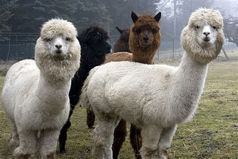 Alpaca en Chile