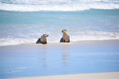 Visiting Seal Bay Conservation Park | Explore Shaw