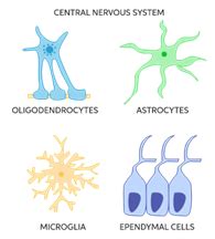 Neurons and Neuroglia Differences in Biology Import Concepts Must to Know- (For CBSE, ICSE, IAS ...