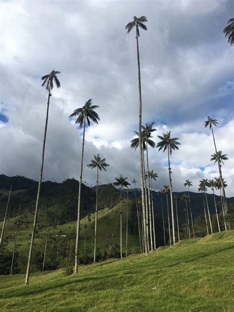 Wax Palm Trees Of Cocora Valley, Colombia Stock Photo - Image of ...