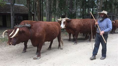 Bullocks teams of yesteryear not forgotten as part of Australia's bush heritage - ABC News