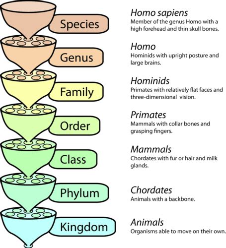 Classification of Living Things | CK-12 Foundation