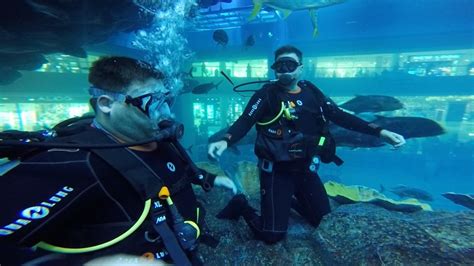 Scuba Diving in the Dubai Aquarium at the Dubai Mall - UponArriving