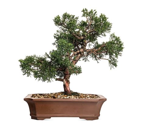 The Complete Bonsai Juniper Care Guide | Hooked on Bonsai