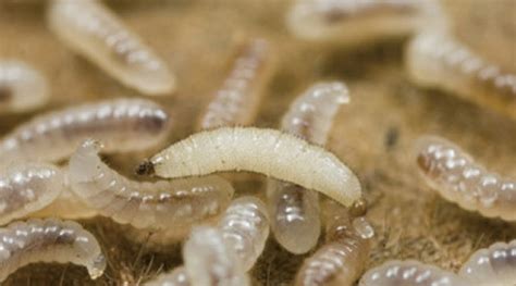 Termite: Maggots Vs Termite Larvae