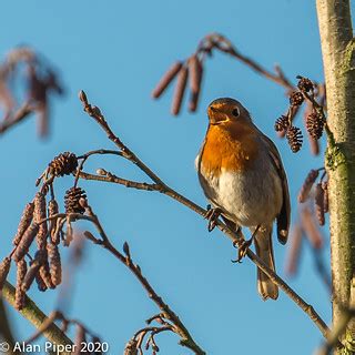 Robin Singing (Erithacus rubecula) | PapaPiper | Flickr