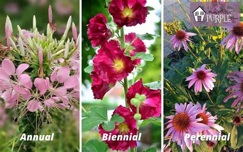 Forms of Flowers & Crops: Perennial, Annual, Biennial Demystified - My Blog