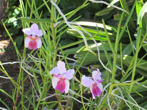 Elusive Landscape: Miami Beach Botanical Garden