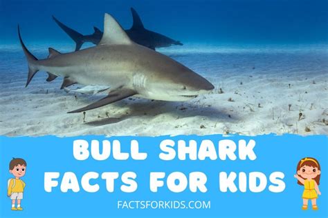 14 Bull Shark Facts For Kids That Will Terrify You – Facts For Kids