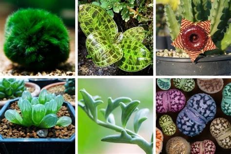 17 Unusual Houseplants You Won't Believe Exist - Smart Garden Guide