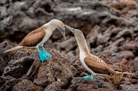 Flora & Fauna en las Islas Galápagos|Un Paraíso por Descubrir