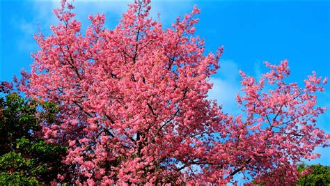 Shillong all set to be draped in pink and white cherry blossoms - EastMojo