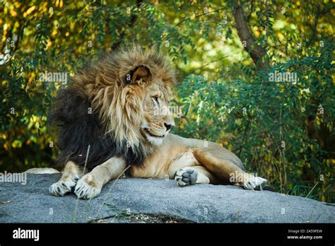 male lion laying down on large boulder Stock Photo - Alamy