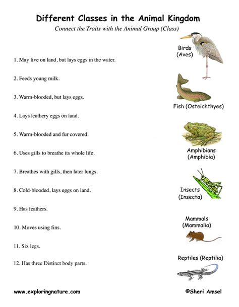 Animal Classification Worksheet Pdf - E-streetlight.com