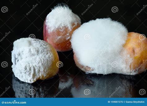 Spoiled Fruit Peaches Covered with Fluffy White Mold on a Black ...