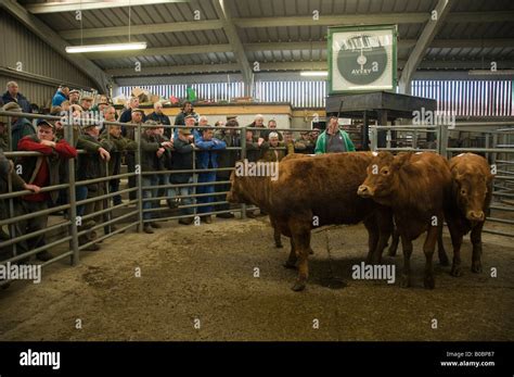 Farmers at a cattle auction run by Dai Lewis at the mart Newcastle Stock Photo, Royalty Free ...